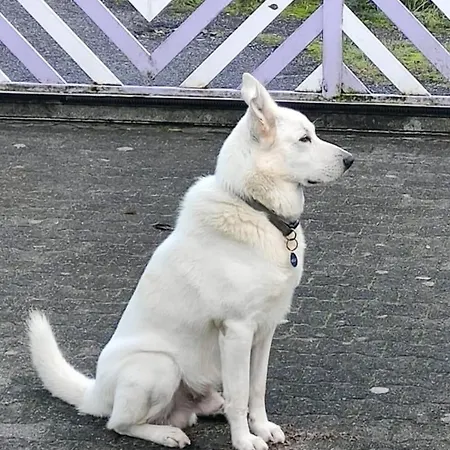 La Libellula 招待所 Piano di Follo